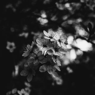Black and white cherry blossom wallpaper