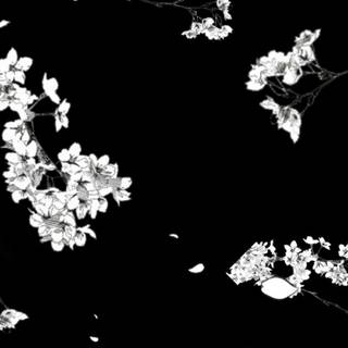 Black and white cherry blossom wallpaper