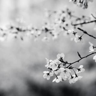 Black and white cherry blossom wallpaper