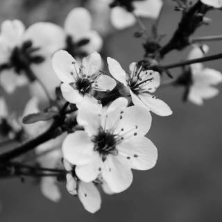 Black and white cherry blossom wallpaper