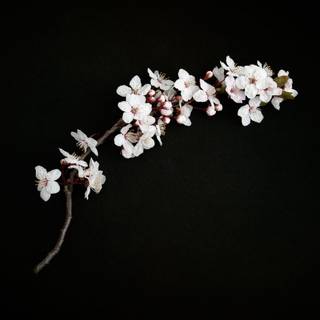 Black and white cherry blossom wallpaper