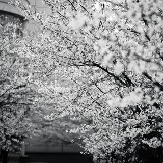 Black and white cherry blossom wallpaper