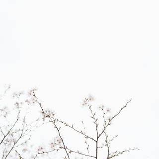 Black and white cherry blossom wallpaper