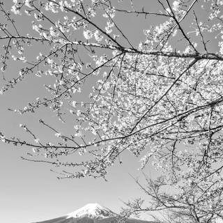 Black and white cherry blossom wallpaper