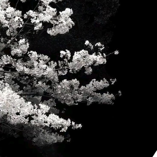 Black and white cherry blossom wallpaper