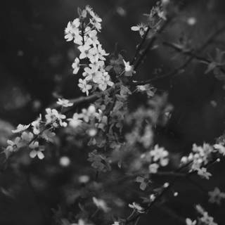 Black and white cherry blossom wallpaper