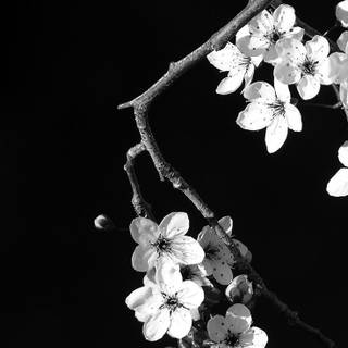 Black and white cherry blossom wallpaper