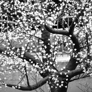 Black and white cherry blossom wallpaper