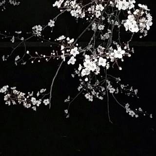 Black and white cherry blossom wallpaper