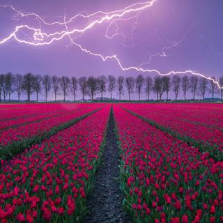 Electric field wallpaper