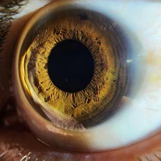 Eye iris wallpaper