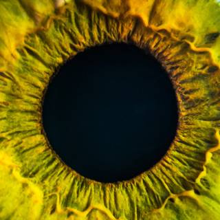 Eye iris wallpaper