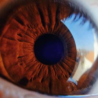Eye iris wallpaper