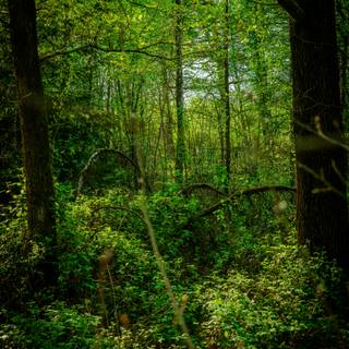 Lush forest wallpaper