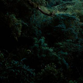 Lush forest wallpaper