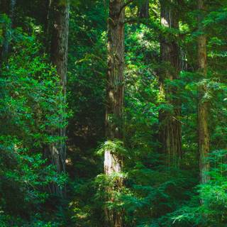 Lush forest wallpaper