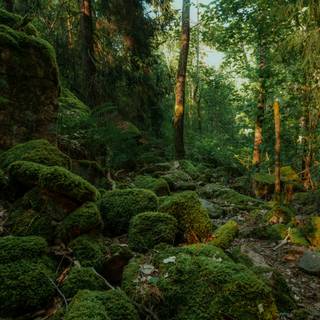 Lush forest wallpaper