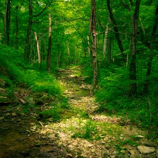 Lush forest wallpaper