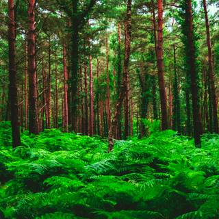 Lush forest wallpaper