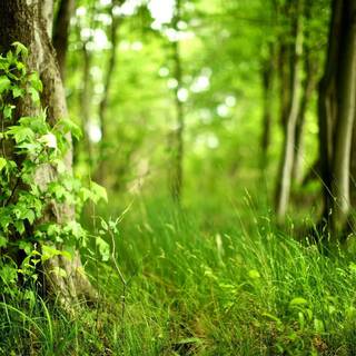 Lush forest wallpaper