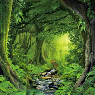 Lush forest wallpaper