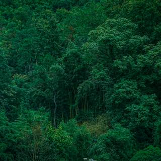 Lush forest wallpaper