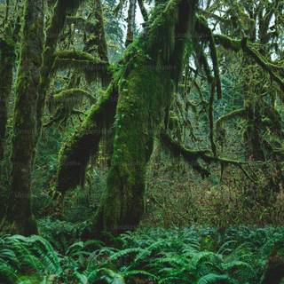 Lush forest wallpaper