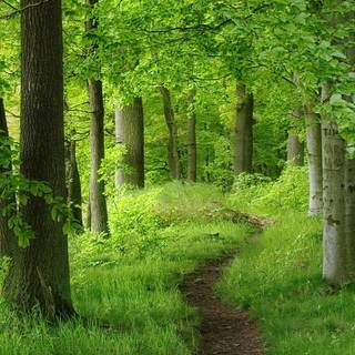 Lush forest wallpaper