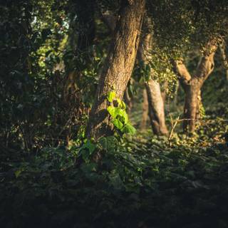 Lush forest wallpaper