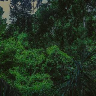 Lush forest wallpaper