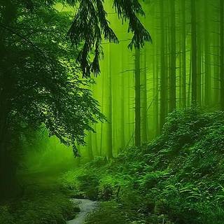 Lush forest wallpaper