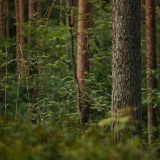 Lush forest wallpaper