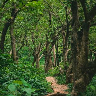 Lush forest wallpaper