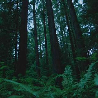 Lush forest wallpaper