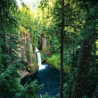 Lush forest wallpaper