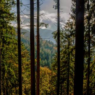 Lush forest wallpaper