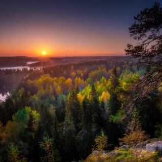 Lush forest wallpaper