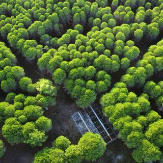 Lush forest wallpaper