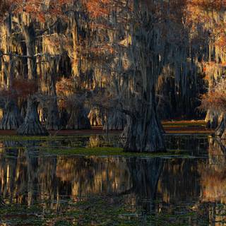 Caddo Lake wallpaper