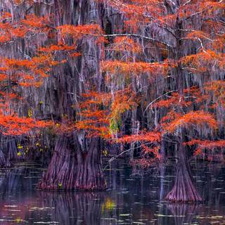 Caddo Lake wallpaper