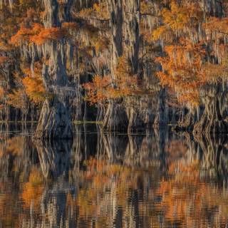 Caddo Lake wallpaper