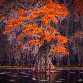 Caddo Lake wallpaper