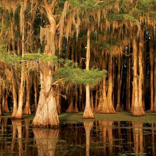 Caddo Lake wallpaper