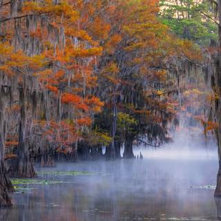 Caddo Lake wallpaper