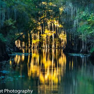 Caddo Lake wallpaper