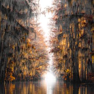 Caddo Lake wallpaper