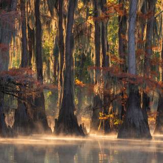 Caddo Lake wallpaper