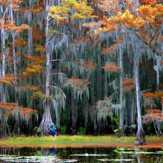 Caddo Lake wallpaper