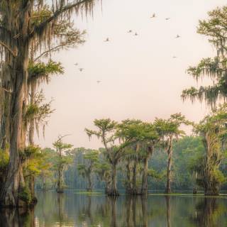 Caddo Lake wallpaper