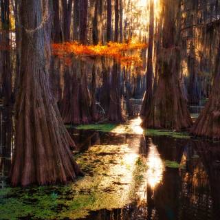 Caddo Lake wallpaper